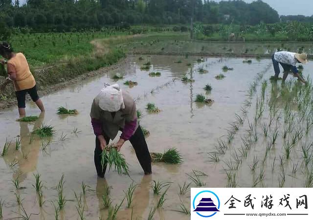插秧界的“芭蕾舞者”：如何轻松玩转水稻田