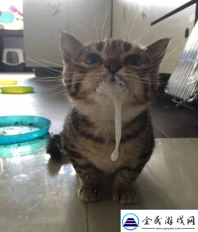 猫咪「吧唧嘴」奇遇记