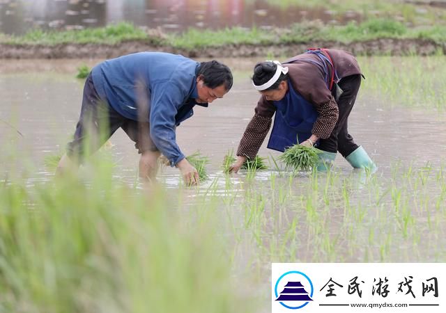 农夫与妻插秧百态：友戏谑“秧苗夫妻”成科技界热议新宠