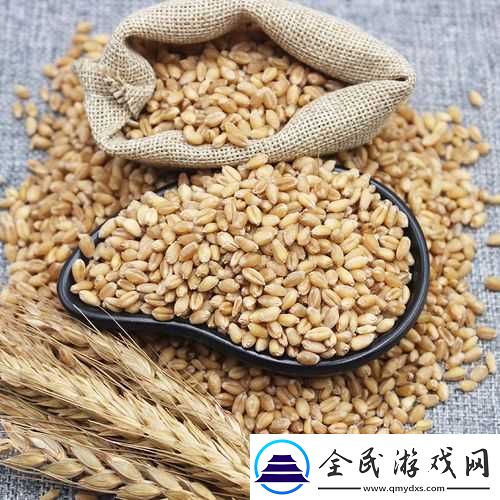 韩国朋友家的麦子：从麦粒到麦香的奇妙之旅