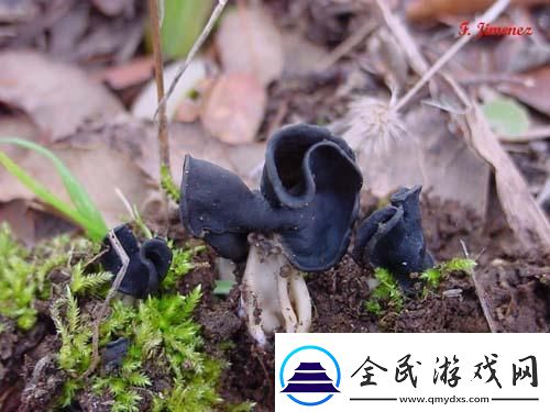 “黑硬蘑菇头”引发的科技狂潮
