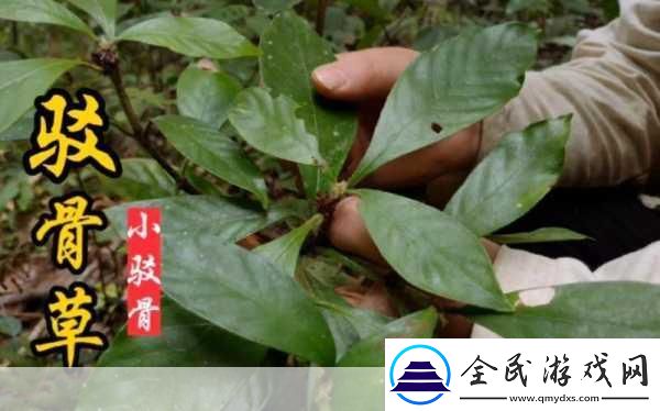 随时随地都能草的学校教师的作用