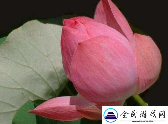 半夜三更莲花开：神秘之景