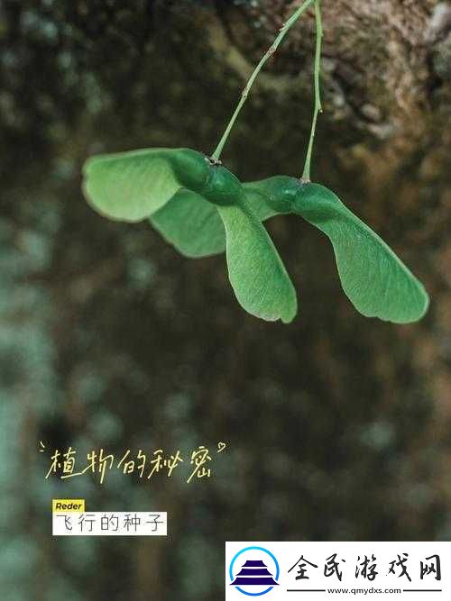三叶草