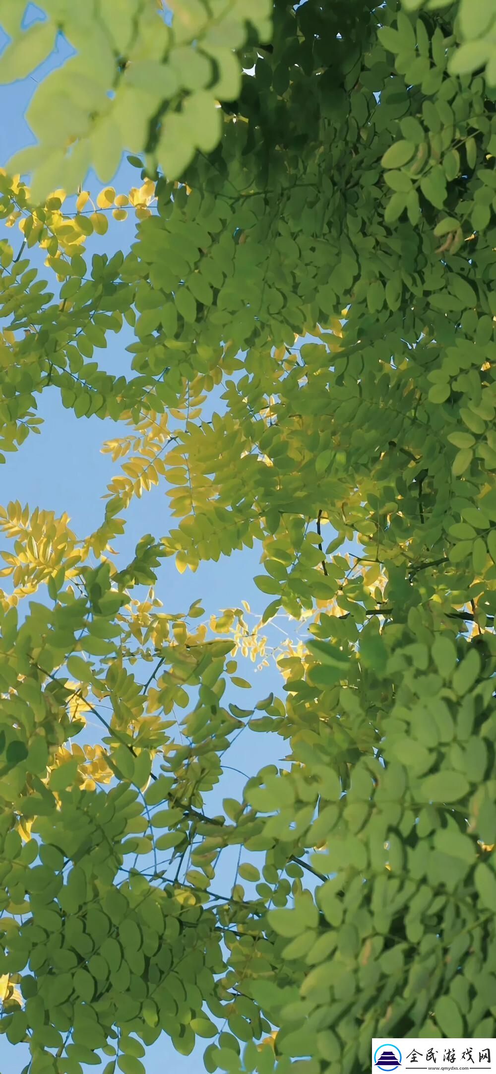 “哇-这不是传说中的WallpaperEngine手机版吗-”