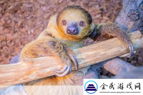 动物朋友大观园新情报曝光萌宠世界等你探索！
