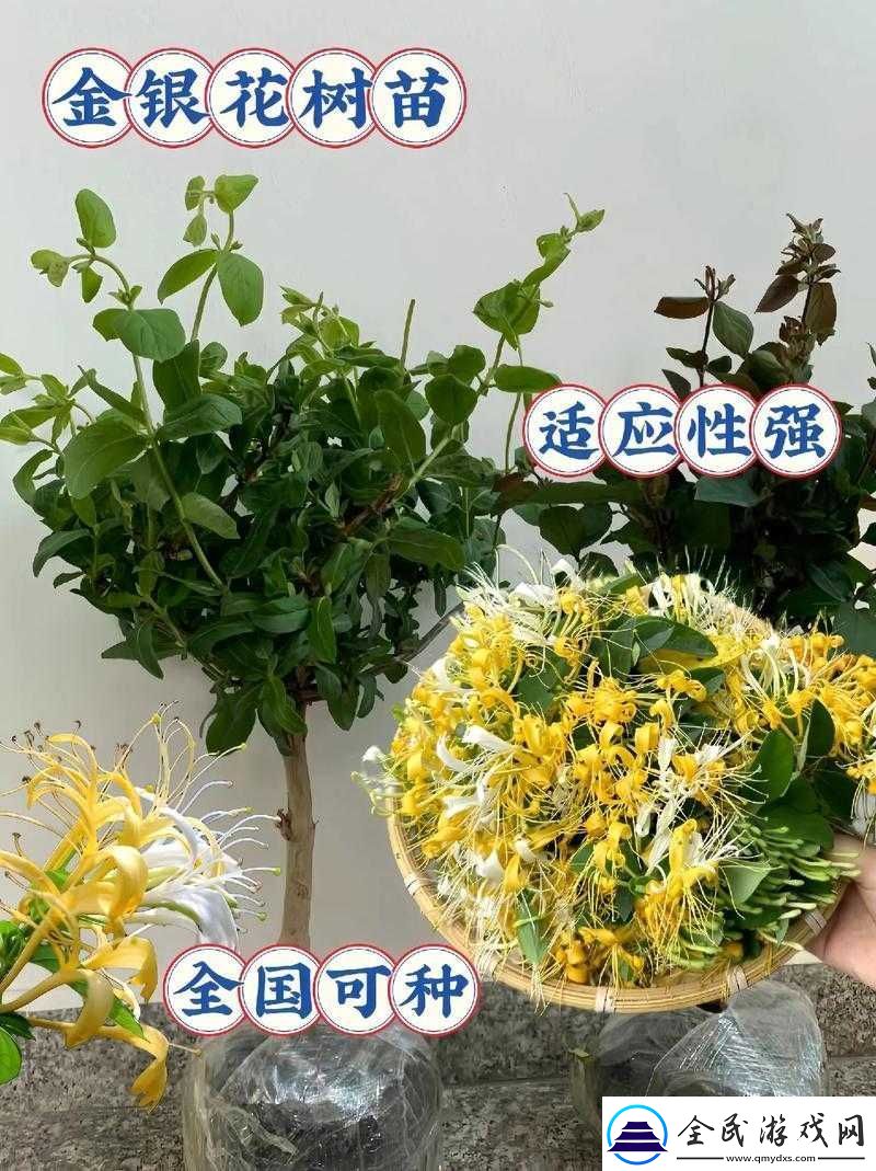 娃娃记金银花原文阅读：探秘金银花的世界