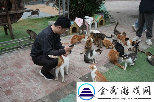 永恒之塔携手玩家登陆“上海猫岛”参与公益项目关爱社区流浪猫