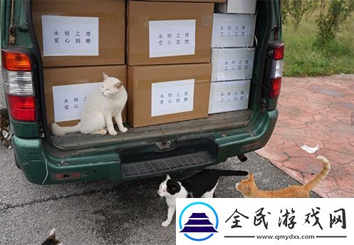 永恒之塔携手玩家登陆“上海猫岛”参与公益项目关爱社区流浪猫