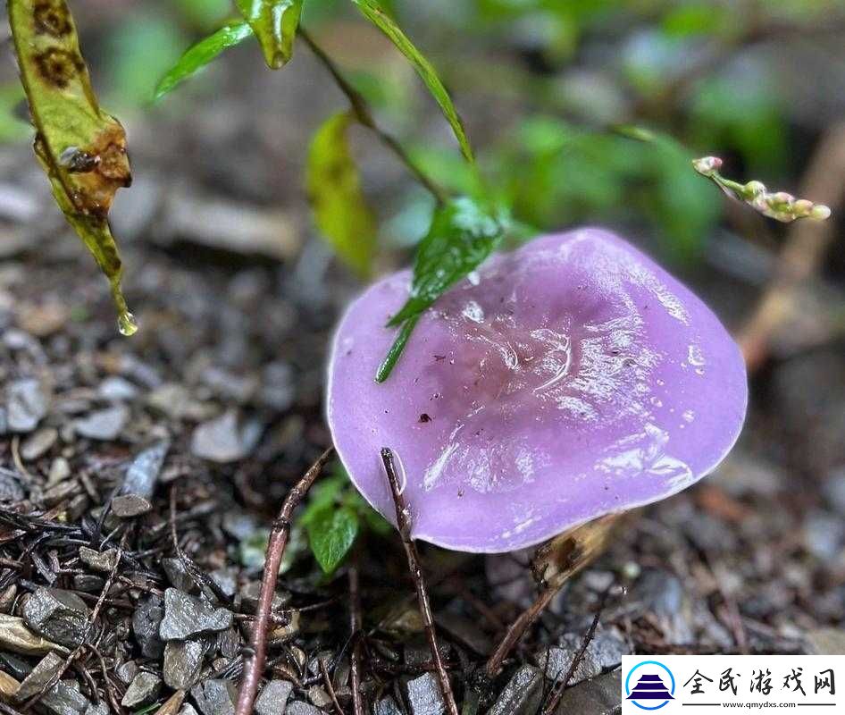 一种淡紫色的蘑菇：能吃吗