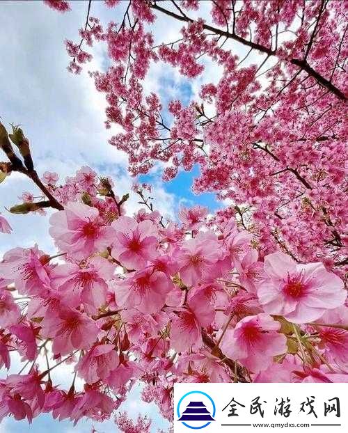 桃花绽放-春天的美丽画卷