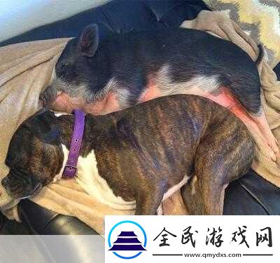 人类与动物的心灵交流：您更倾向于哪种伴侣