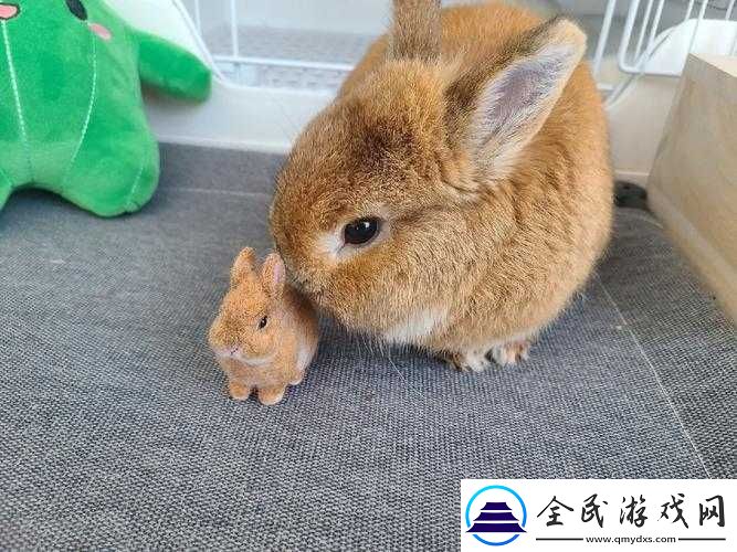 咬小兔兔是站着还是躺着：答案等你来揭晓
